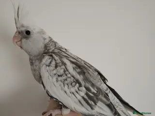 Cockatiels birds Hand reared and tame baby cockatiels - Advert 8