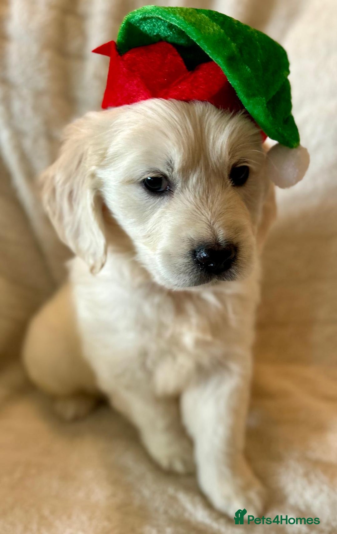 Golden Retriever dogs for sale: Chunky, cream pups - Advert 20