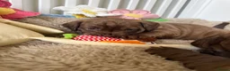 Mixed Breed dogs for sale: Cockapoo X frenchie puppies  - Advert 20