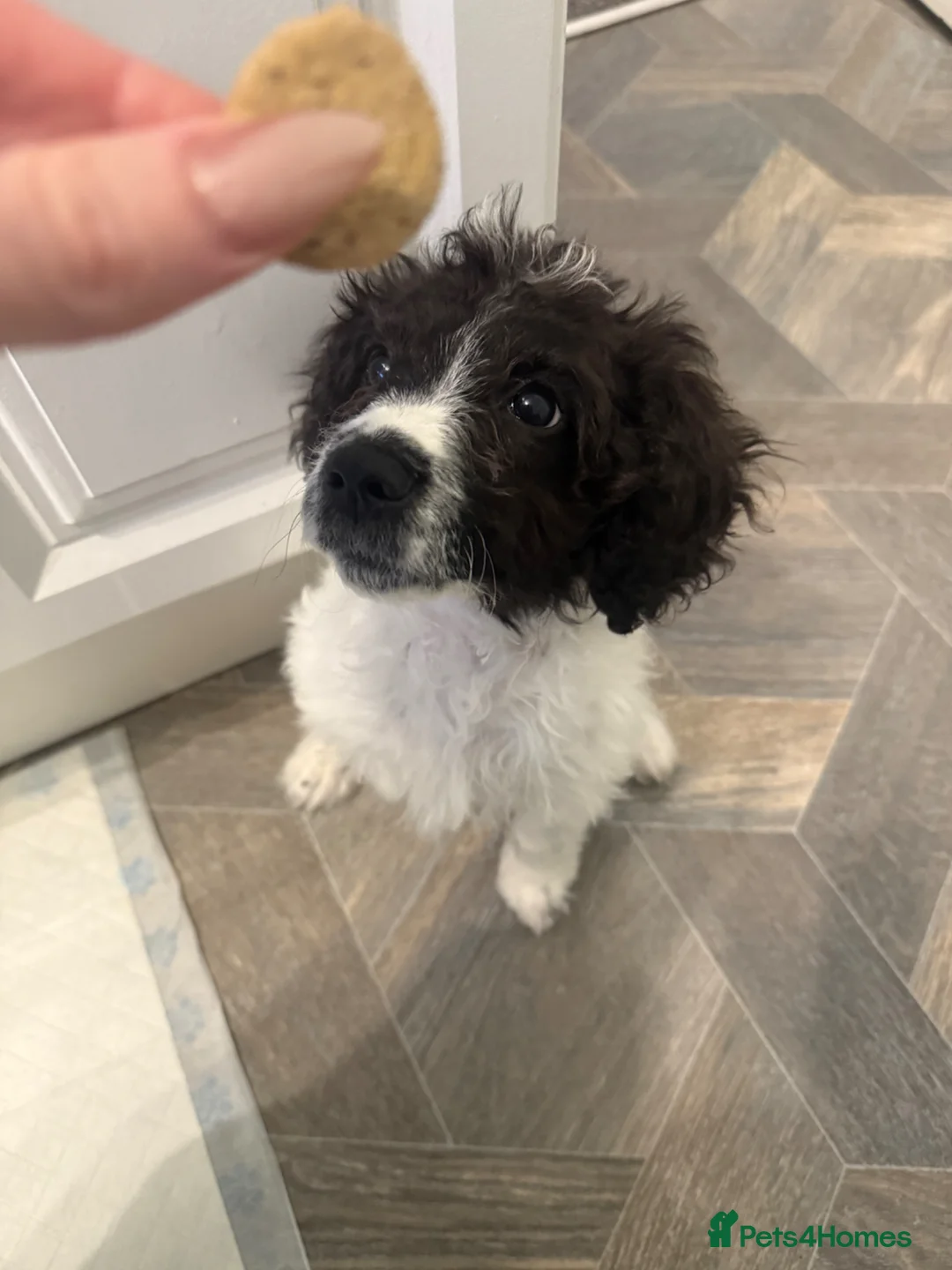 Mixed Breed dogs for sale: Cockerdale x patterdale terrier  in Doncaster - Advert 1