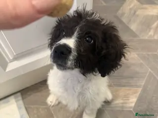 Mixed Breed dogs Cockerdale x patterdale terrier - Advert 1