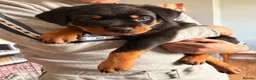 Rottweiler dogs for sale: Beautiful female Rottweiler pup - Advert 4