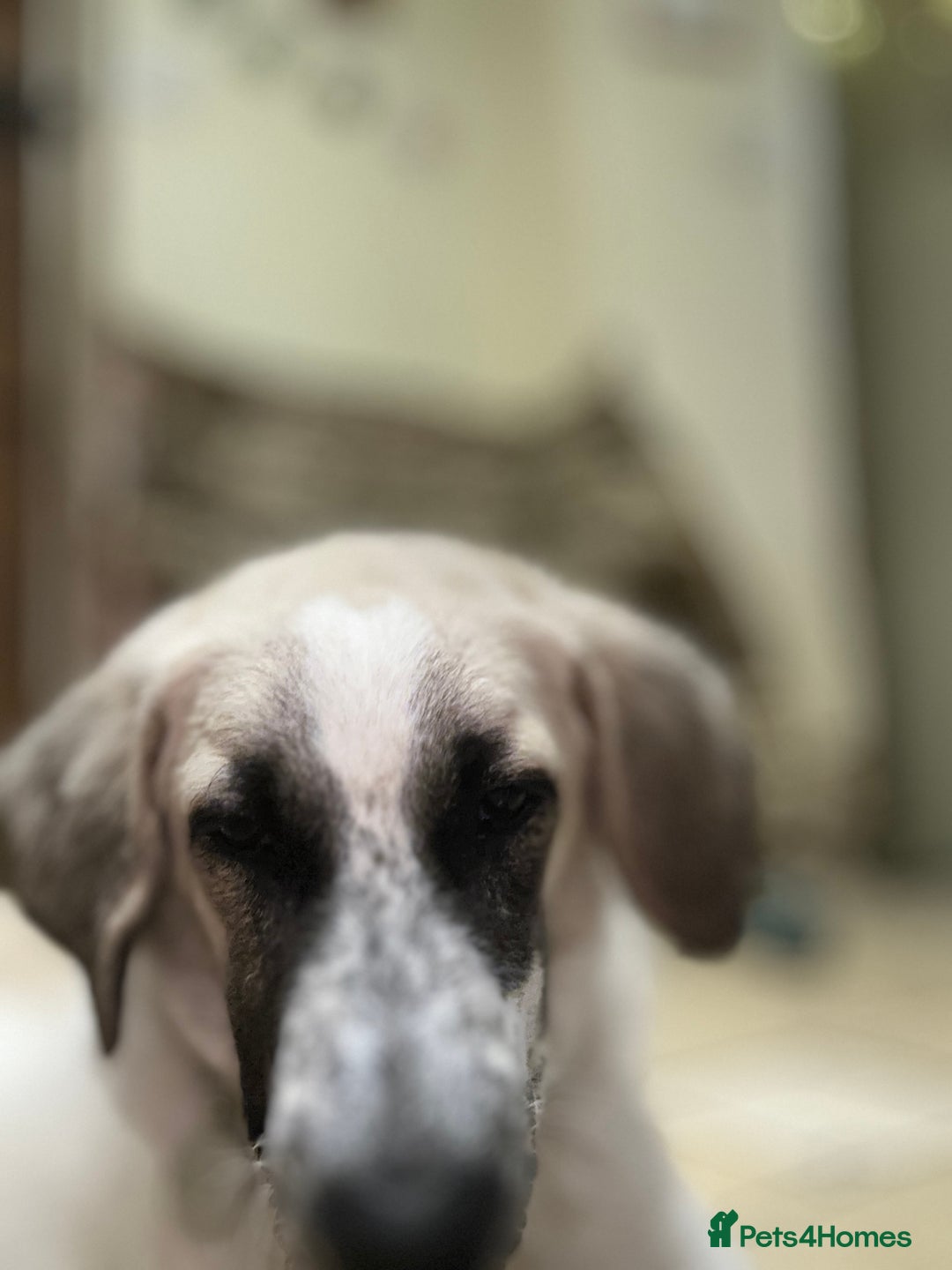 Mixed Breed dogs for adoption: Amara: Beautiful Soul Seeking a Family to Love - Advert 9