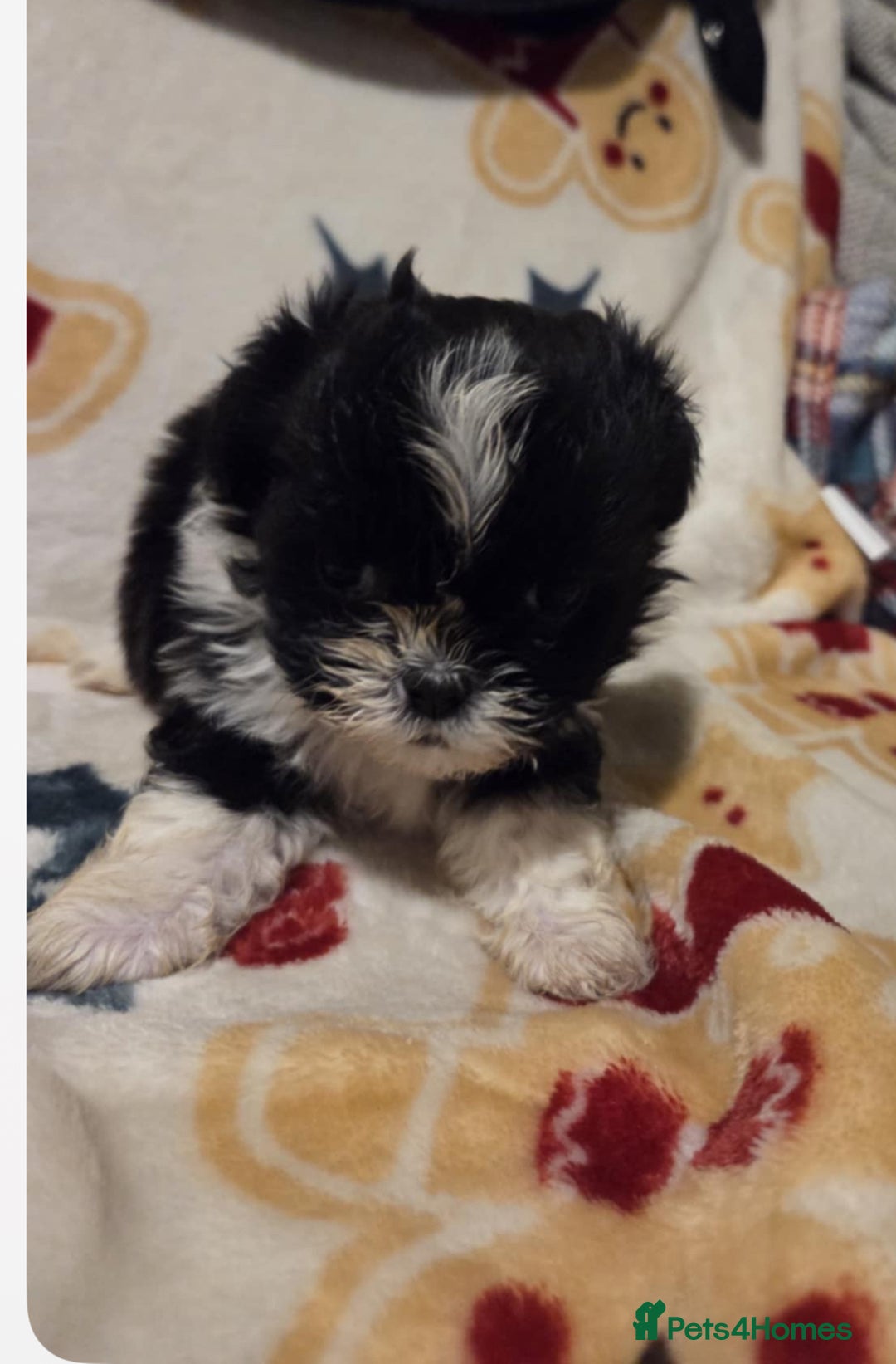Mixed Breed dogs for sale: Shih tzu puppies for sale - Advert 4