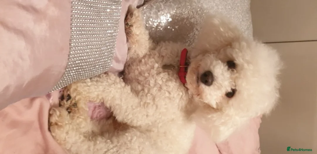 Miniature Poodle dogs for stud: Well PROVEN STUD Archie Minature Poodle  in Chard - Advert 2