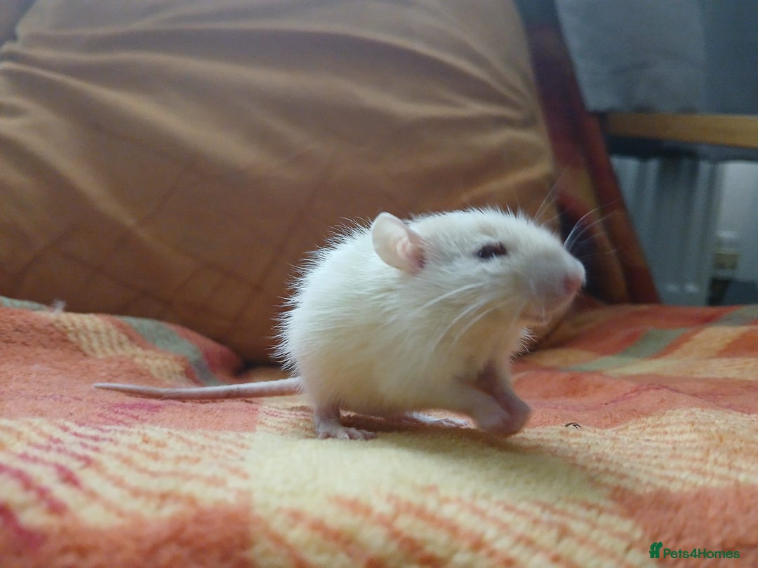 Rat rodents for sale: Female rats all living independently ready to go - Image 2