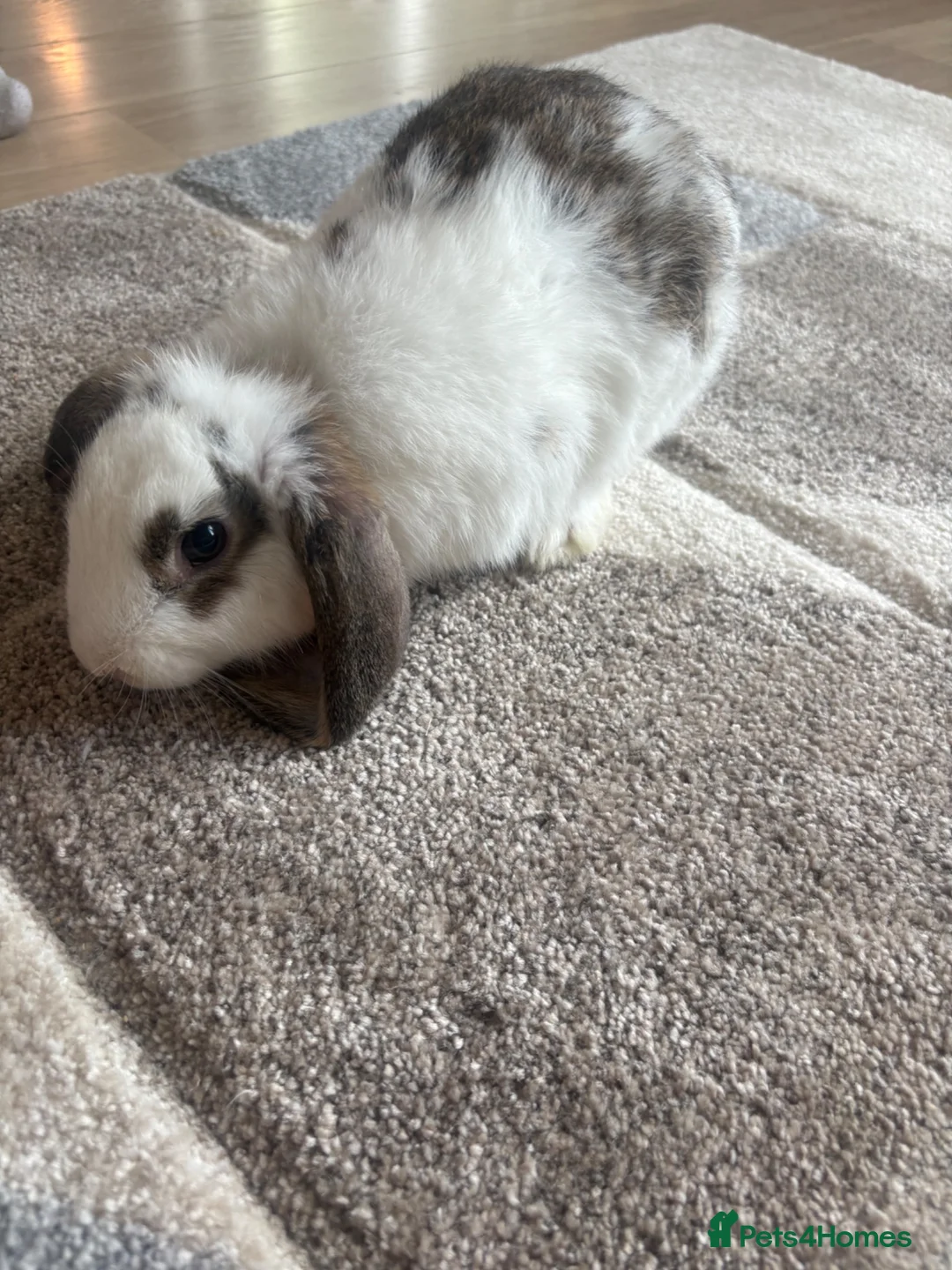 English rabbits for sale: 2 male bunnies  - Advert 2