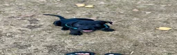 Cane Corso dogs for sale: Cane corso 1 MALE LEFT - Advert 2