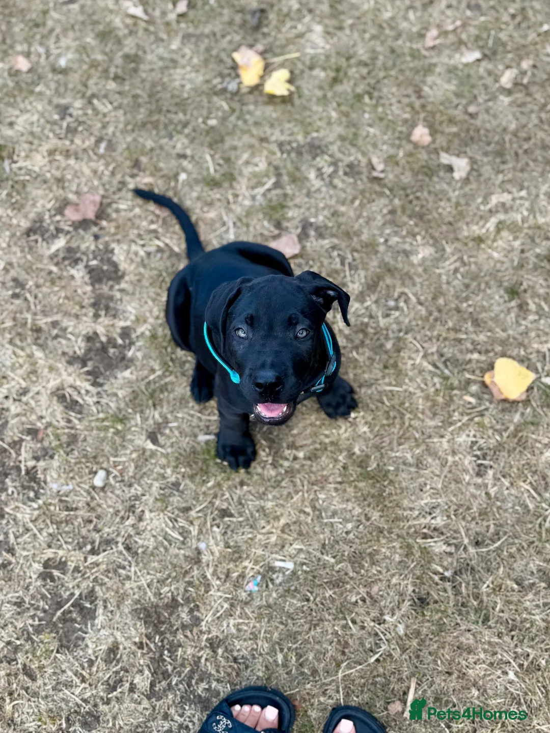 Cane Corso dogs for sale: Cane corso 1 MALE LEFT - Advert 2