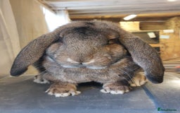 French Lop rabbits for sale: **French Lop Buck** - Image 2