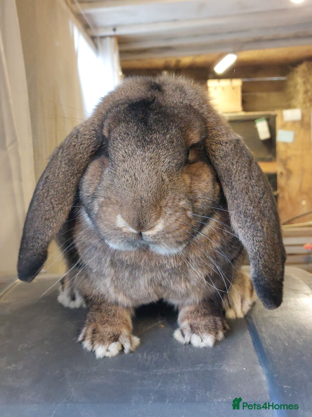 French Lop rabbits for sale: **French Lop Buck** - Image 2