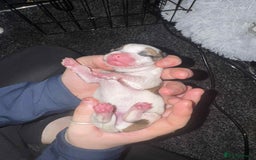 Jack Russell dogs for sale: Jack russle boy pup (cow looking) born 27th oct - Image 8