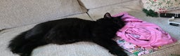 Mixed Breed cats for sale: Beautiful Beatrice - Advert 4