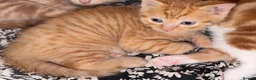 Mixed Breed cats for sale: 2 orange and 1 champagne male kittens - Advert 7