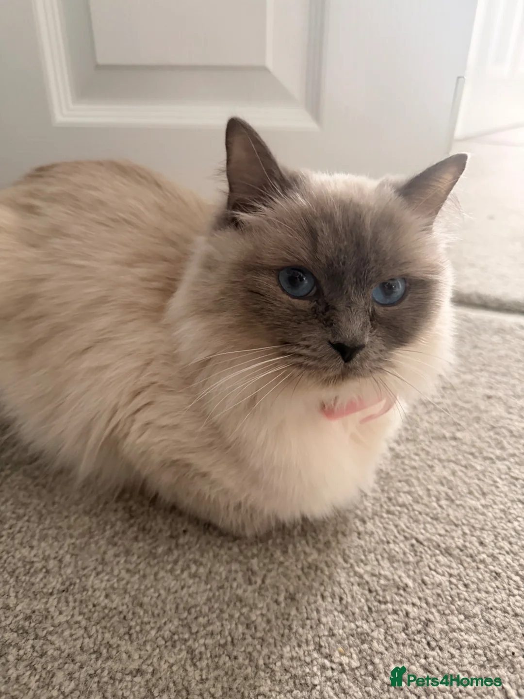 Ragdoll cats for sale: Ragdoll kittens in Peterborough - Advert 1