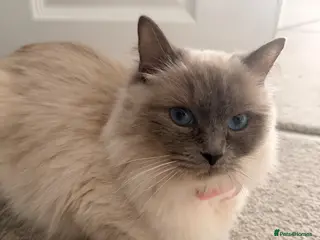 Ragdoll cats Ragdoll kittens - Advert 7