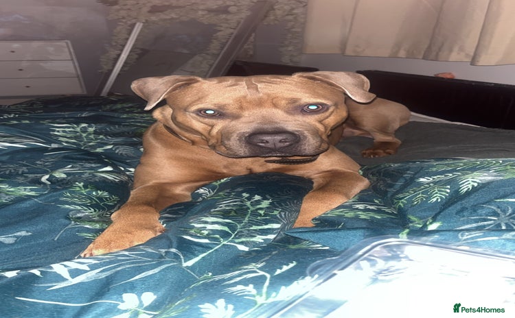 Mixed Breed dogs - Advert 1