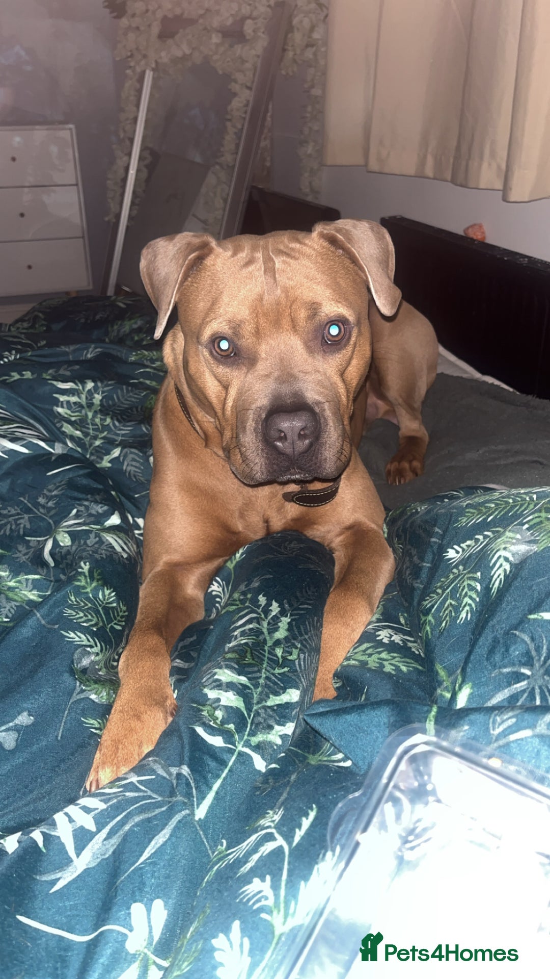 Mixed Breed dogs for sale: Mastiff x staff male  - Image 1