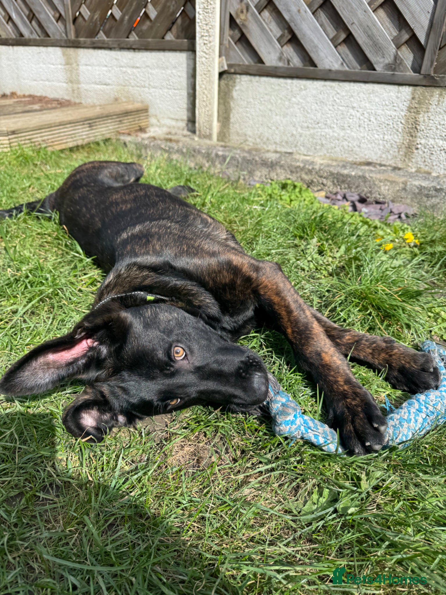 Belgian Shepherd Dog dogs Dutch Shepherd  - Advert 1