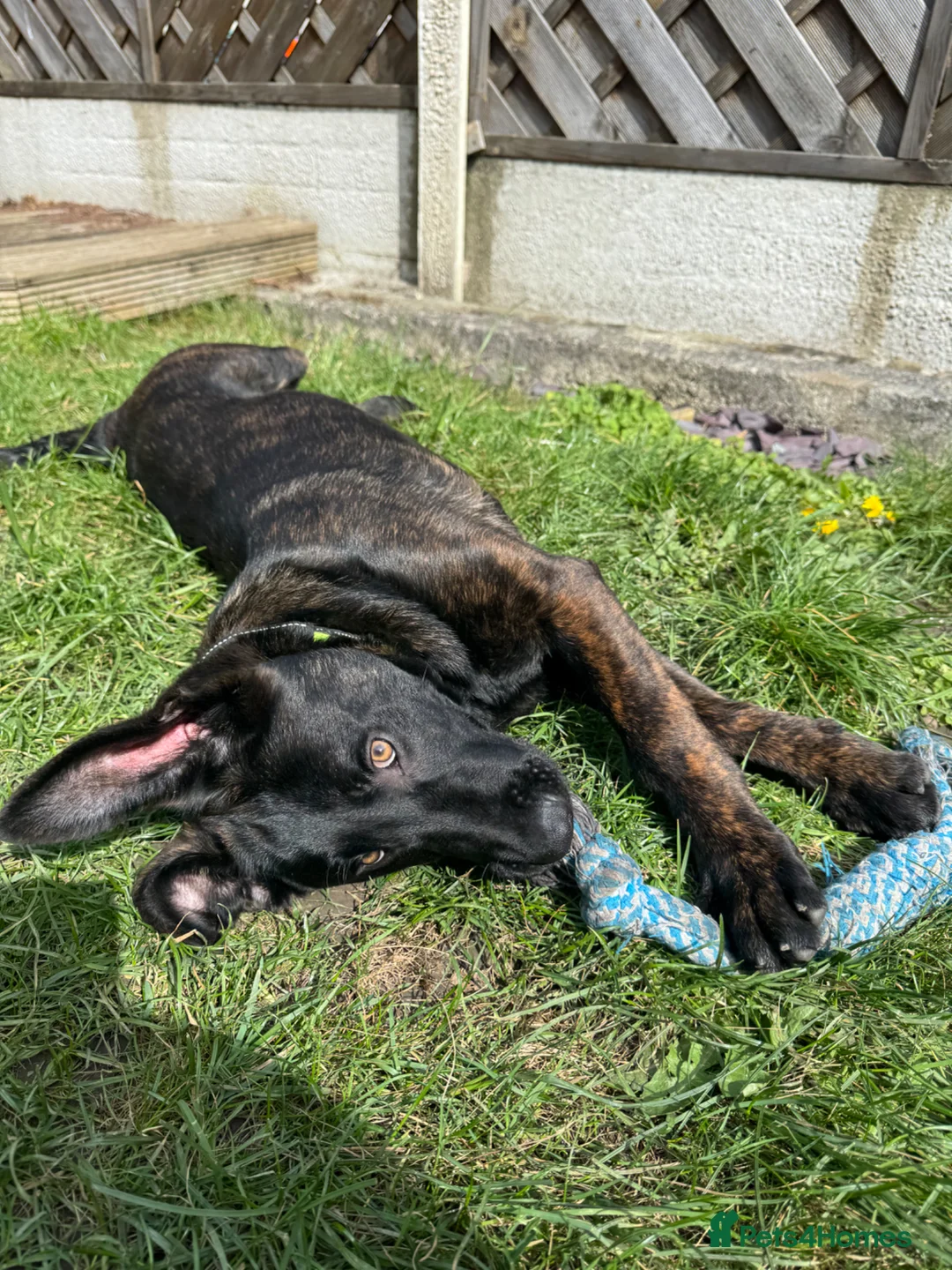 Belgian Shepherd Dog dogs for sale: Dutch Shepherd  in Rotherham - Advert 1