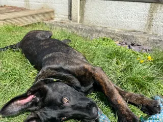 Belgian Shepherd Dog dogs Dutch Shepherd - Advert 1