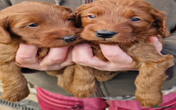 Labradoodle dogs for sale: The Darkest Fox Red Doodles. - Image 7
