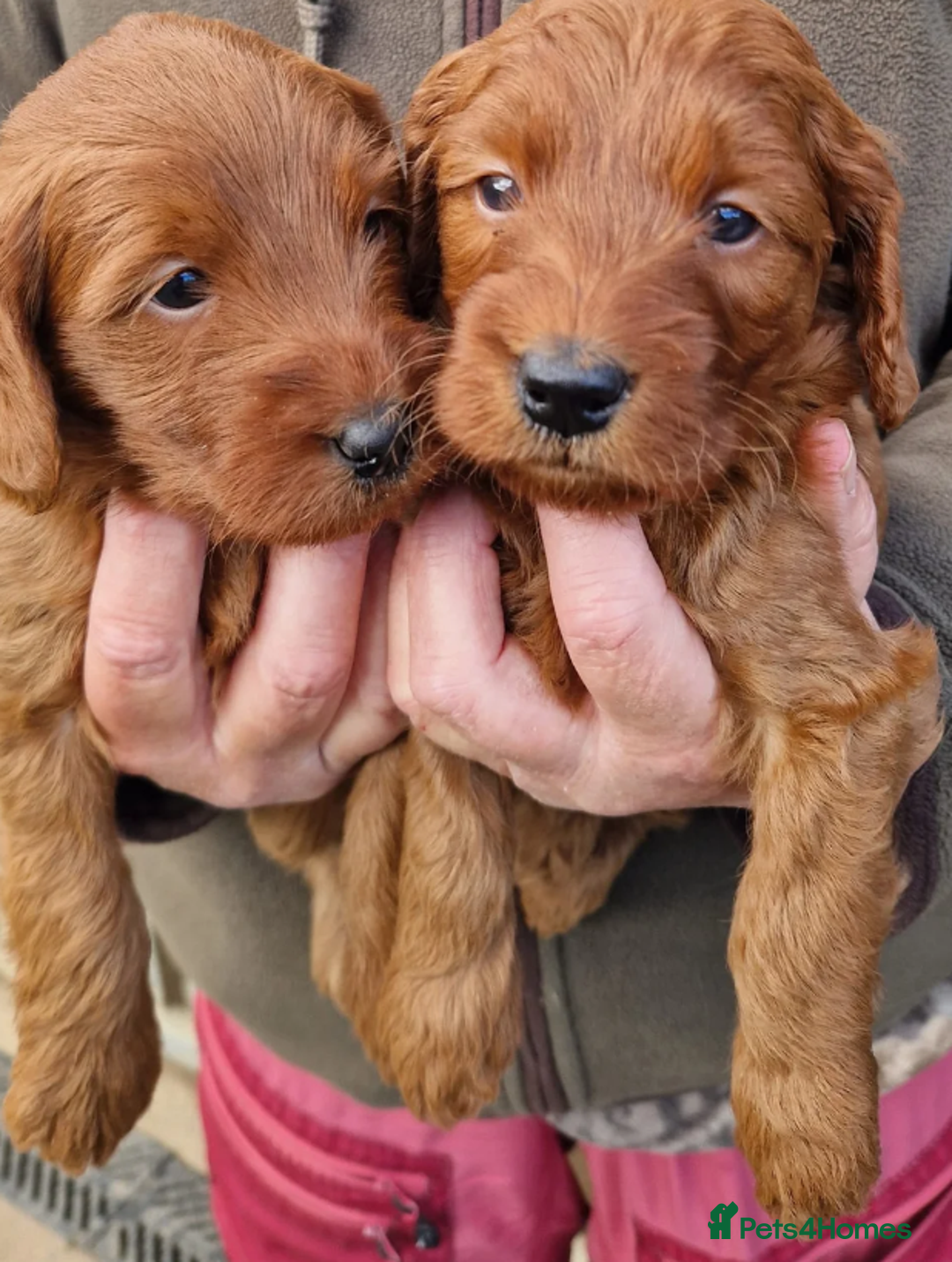 Labradoodle dogs for sale: The Darkest Fox Red Doodles. - Image 7