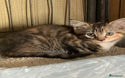 Mixed Breed cats for sale: Beautiful playful kittens  - Image 4