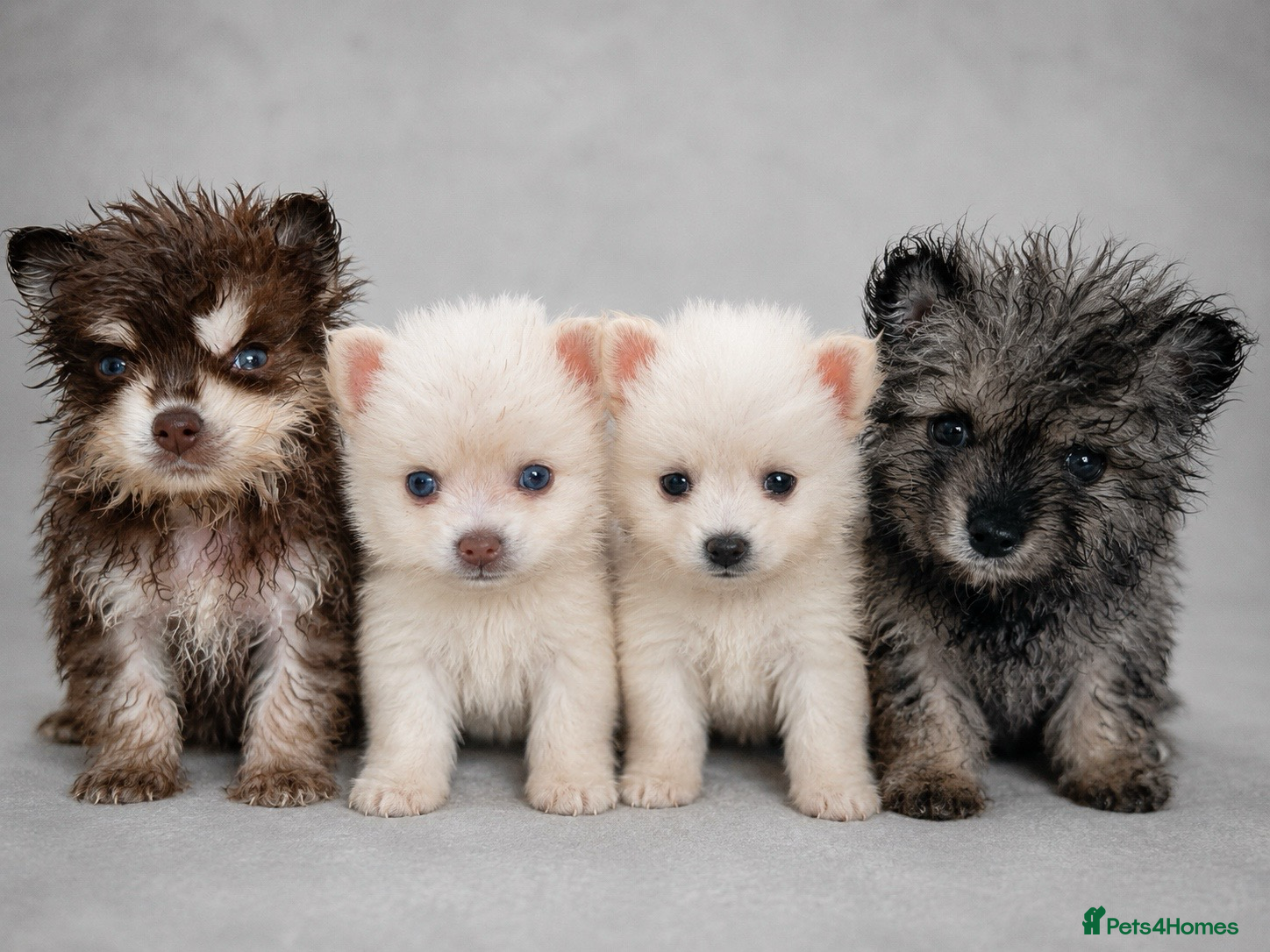 Pomsky dogs Pomsky puppies  - Advert 1
