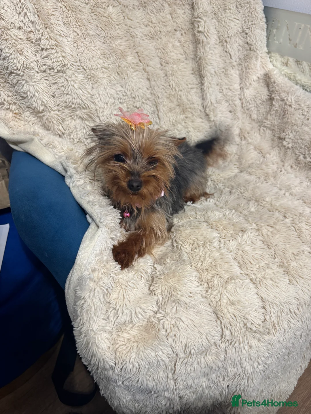 Yorkshire Terrier dogs for sale: Meet Nina -Quiet and Sweet Yorkie 💕 - Advert 14
