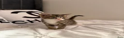 Mixed Breed cats for sale: kittens for sale  - Advert 3