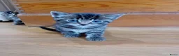 British Shorthair cats for sale: Beautiful mackerel tabby kittens in Stockbridge - Advert 6