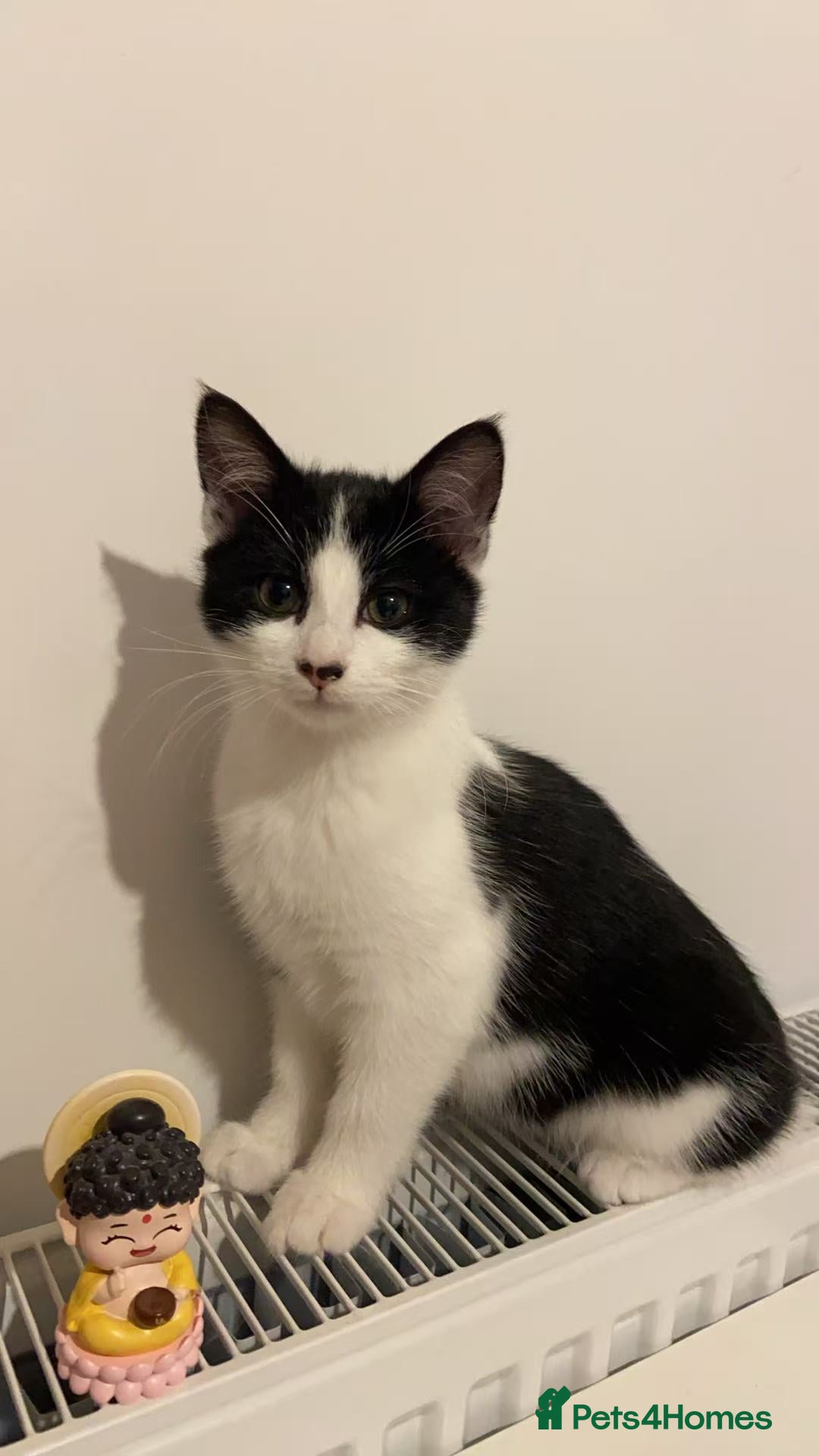 Mixed Breed cats for sale: Cute kittens and mom looking for a good home - Advert 10