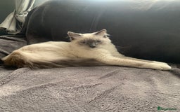 Ragdoll cats for sale: Beautiful blue mitted Ragdoll - Image 3