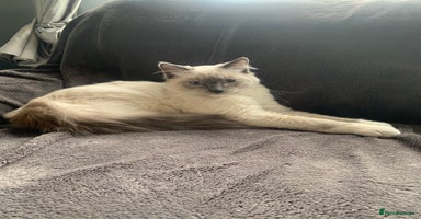 Ragdoll cats - Advert 3