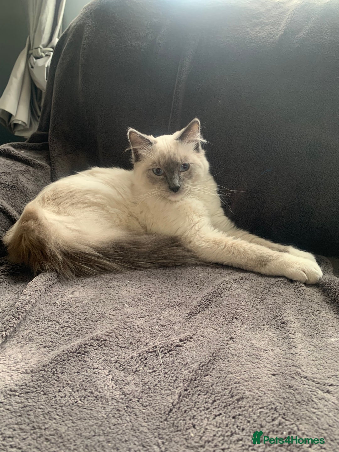 Ragdoll cats for sale: Beautiful blue mitted Ragdoll - Image 3