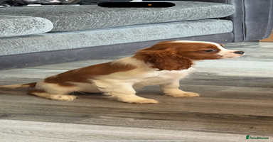 Cavalier King Charles Spaniel dogs - Advert 8