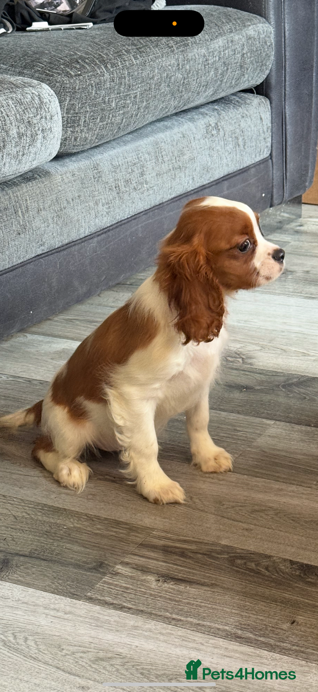 Cavalier King Charles Spaniel dogs for sale: Ready now Kennel club dna  clear cavalier puppies  - Image 6