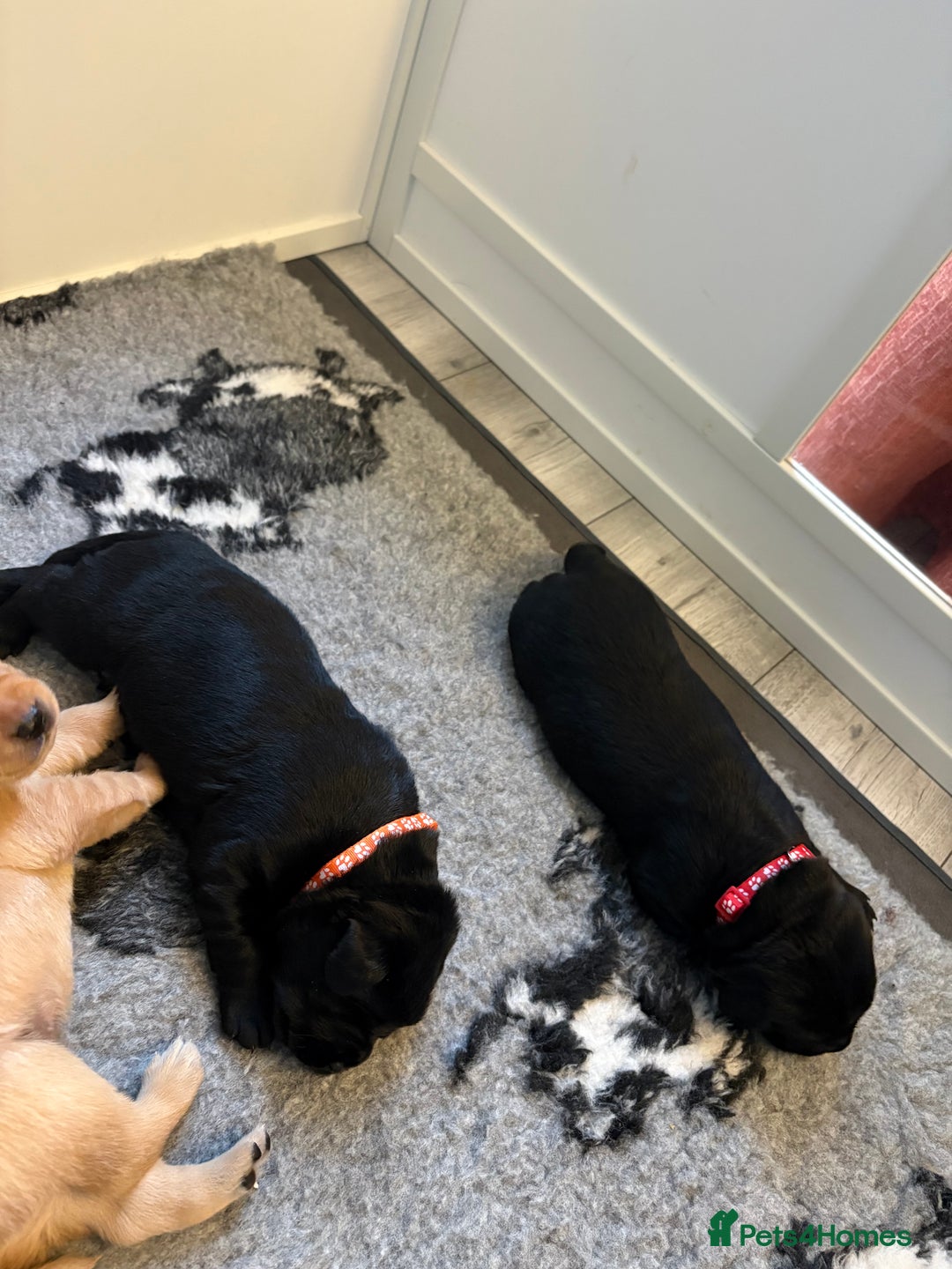 Labrador Retriever dogs for sale: Beautiful full pedigree Labrador chunky puppies - Image 3