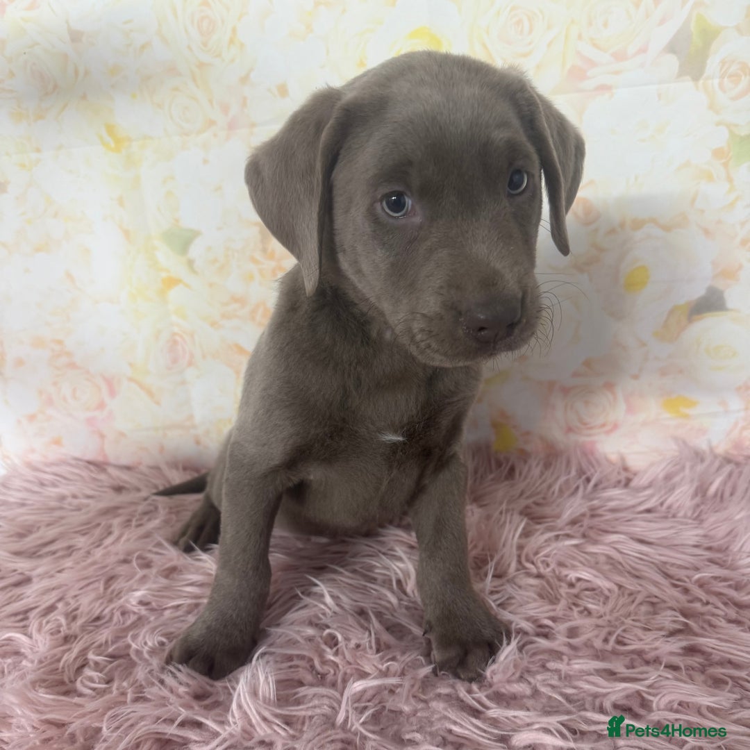 Labrador Retriever dogs for sale: 🩶  Stunning Silver Labradors 🩶 in Market Rasen - Image 8