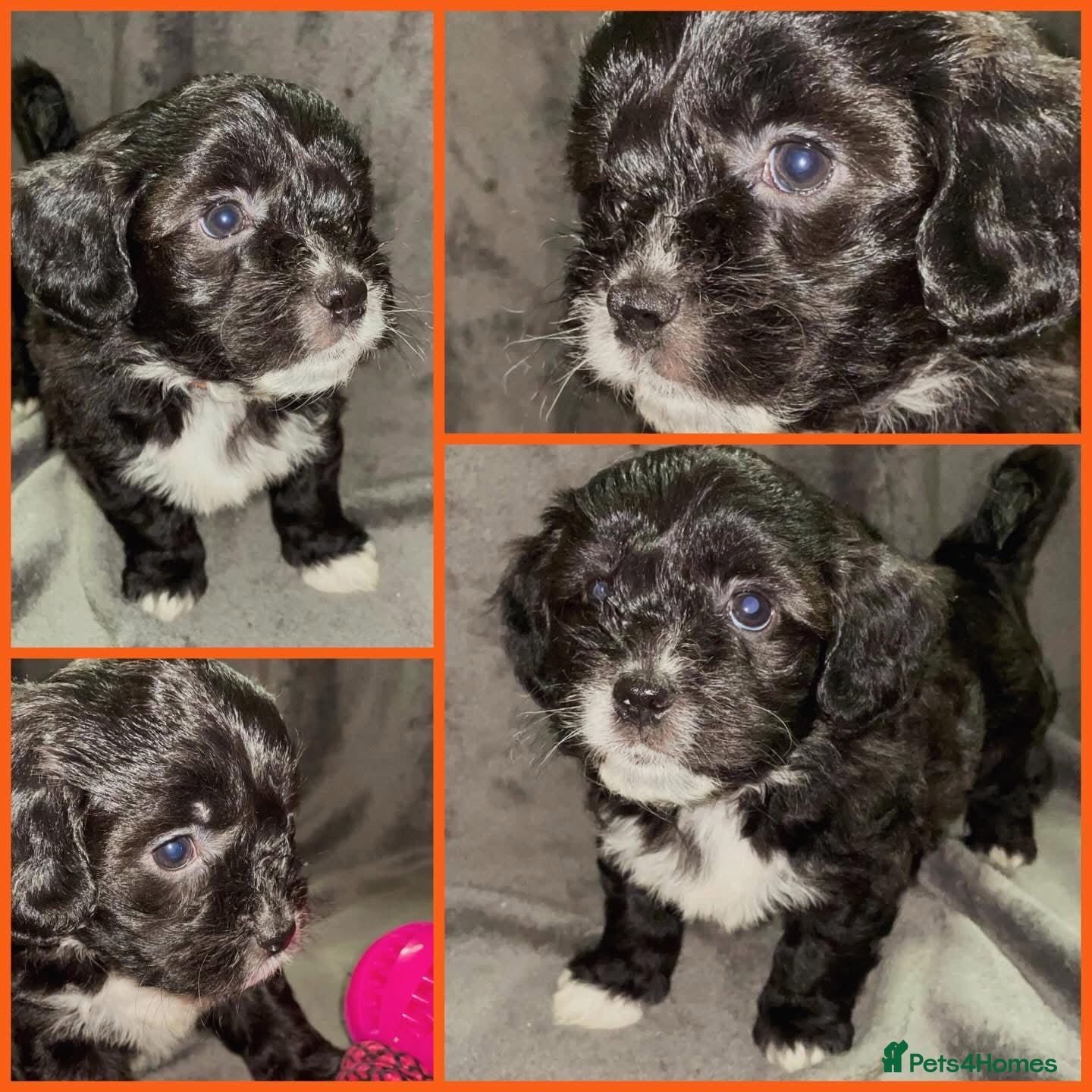 Mixed Breed dogs LAST female Sproodle x ShihTzu pups ready 26/01 - Advert 6