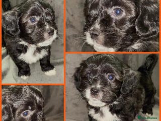 Mixed Breed dogs LAST female Sproodle x ShihTzu pups ready 26/01 - Advert 2