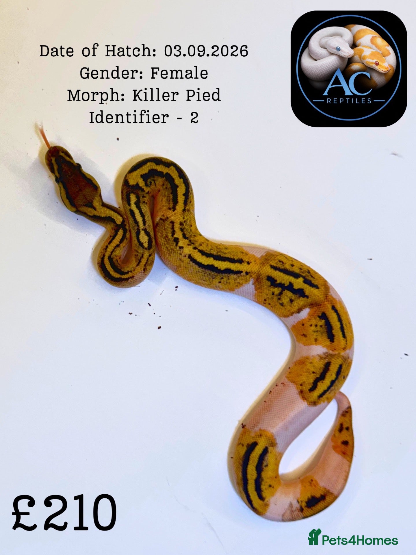 Python Snake reptiles for sale: Ball pythons for sale  - Advert 1
