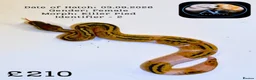 Python Snake reptiles for sale: Ball pythons for sale  - Advert 1