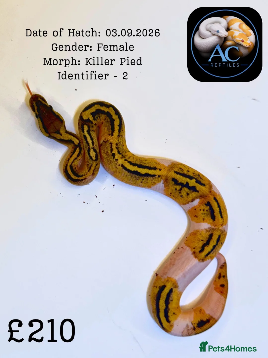 Python Snake reptiles for sale: Ball pythons for sale  - Advert 1