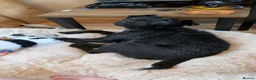 Mixed Breed dogs for adoption: 💙🐶 JAKE -LOVING 2 yo PATTERDALE CROSS BOY in Telford - Advert 12