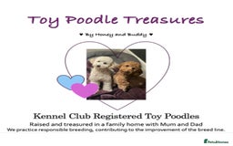 Toy Poodle dogs for sale: KC Registered Toy Poodle Treasures  - Image 1
