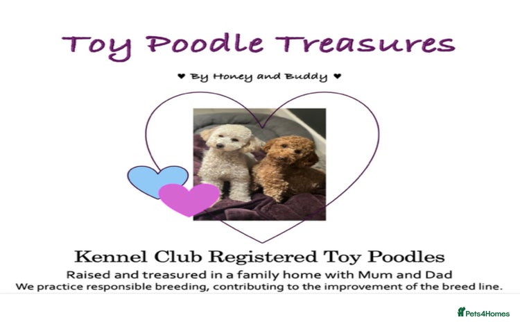 Toy Poodle dogs - Advert 5