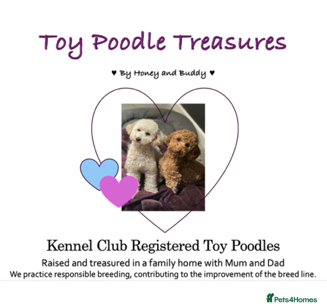 Toy Poodle dogs for sale: KC Registered Toy Poodle Treasures  - Image 1