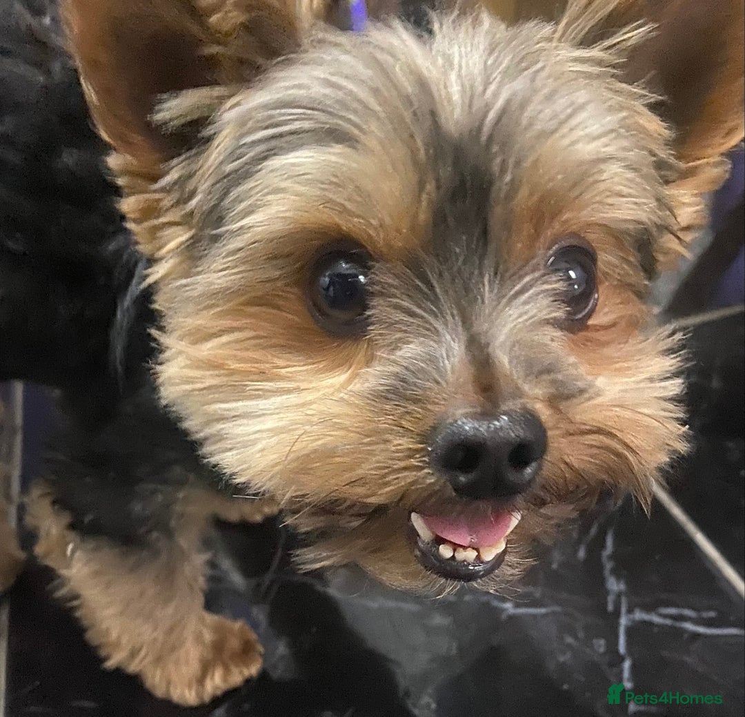 Yorkshire Terrier dogs for sale: Yorkshire Terrier puppies - Advert 4